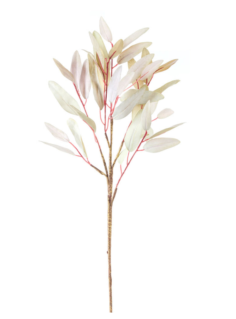 Eucalyptus Spray