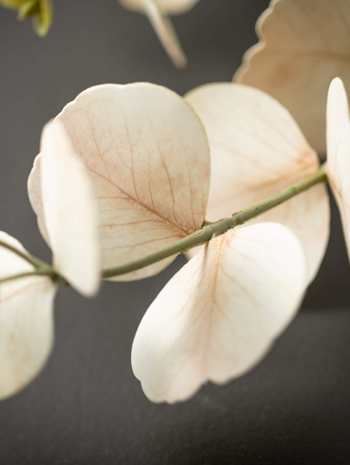 Cream Eucalyptus Spray