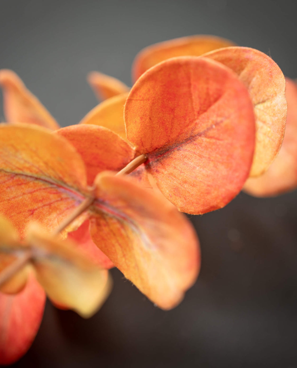 Light Orange Eucalyptus Stem