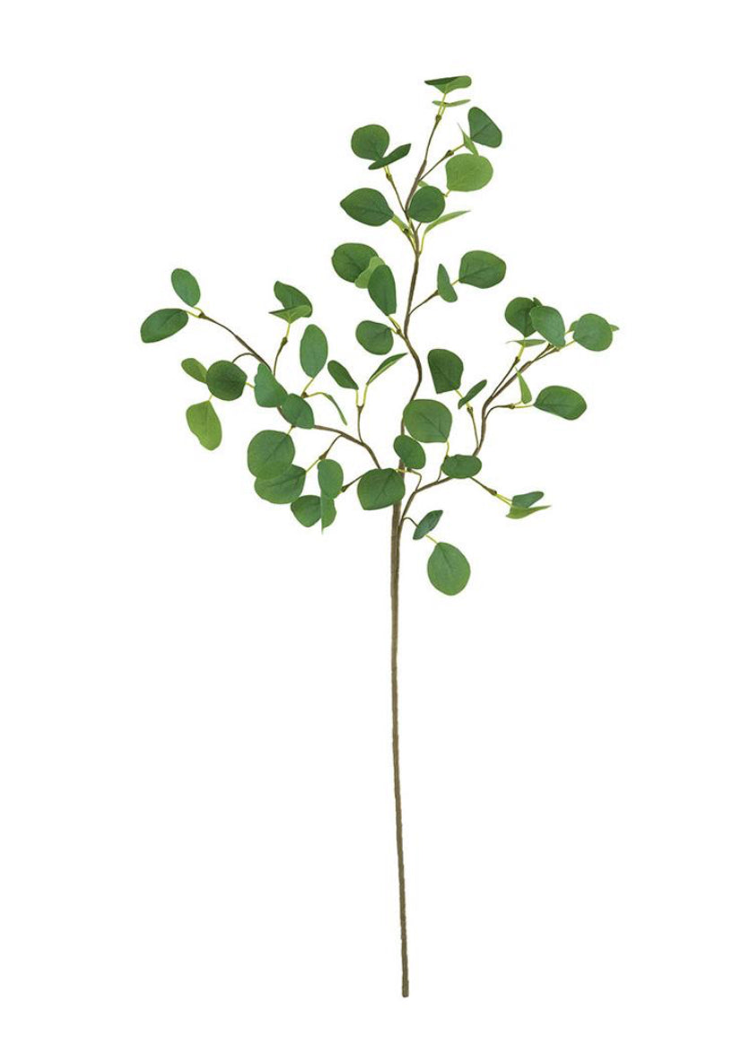 Eucalyptus Stem