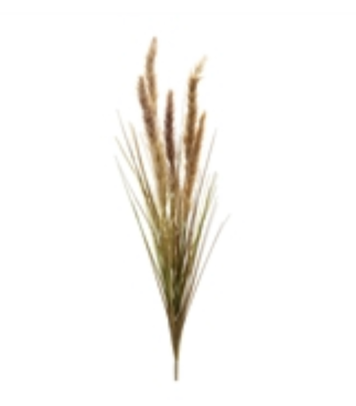 40” Foxtail Bush