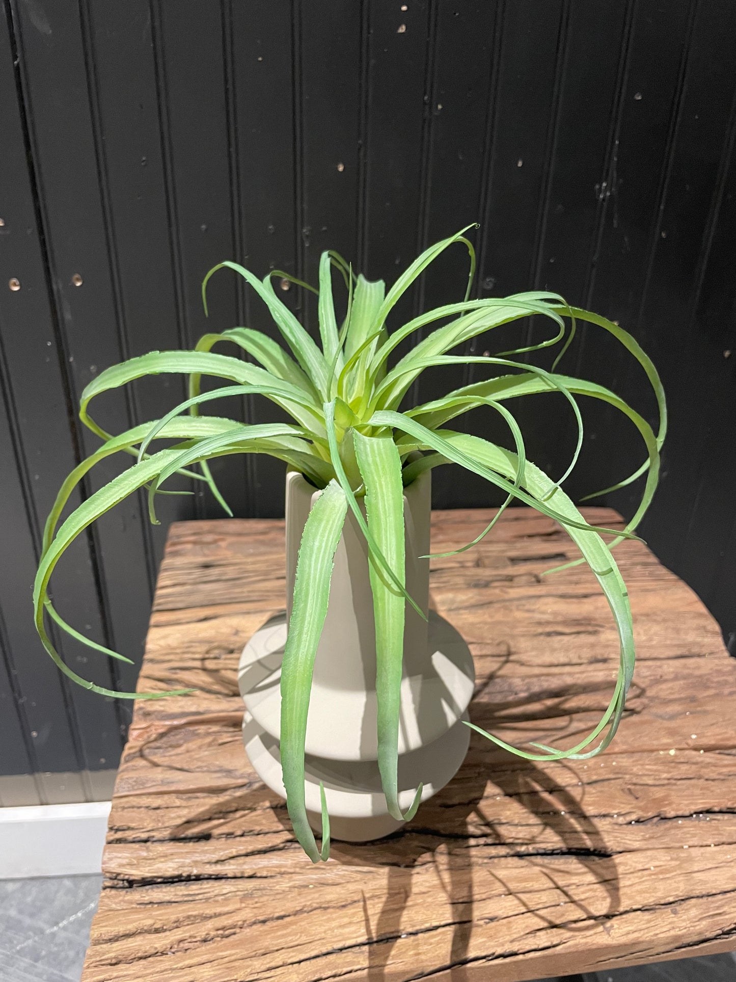 Air Grass Plant