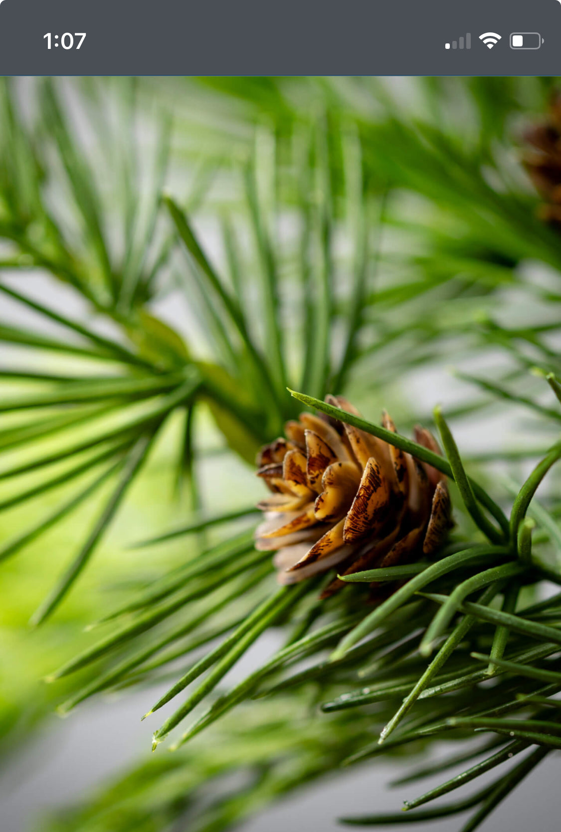 Lush Green Cedar Spray