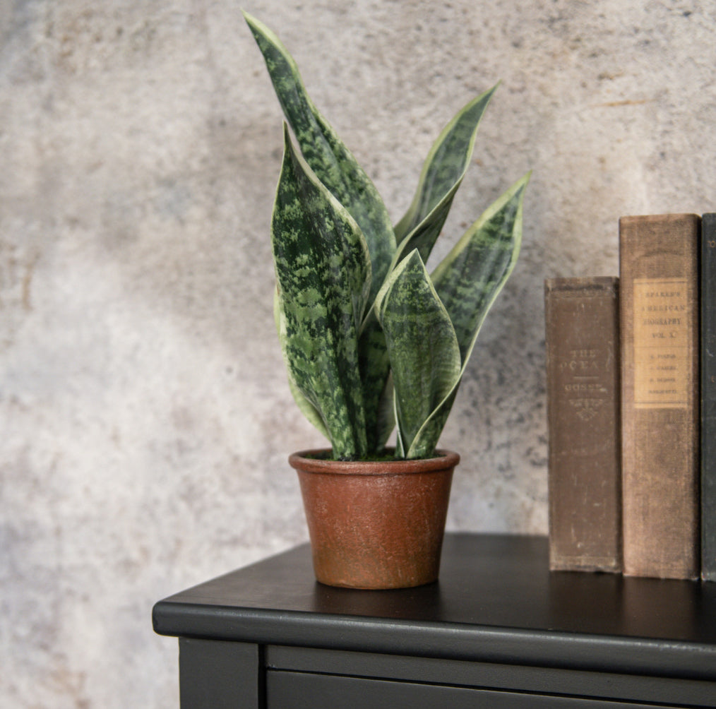 14” Potted Snake Plant