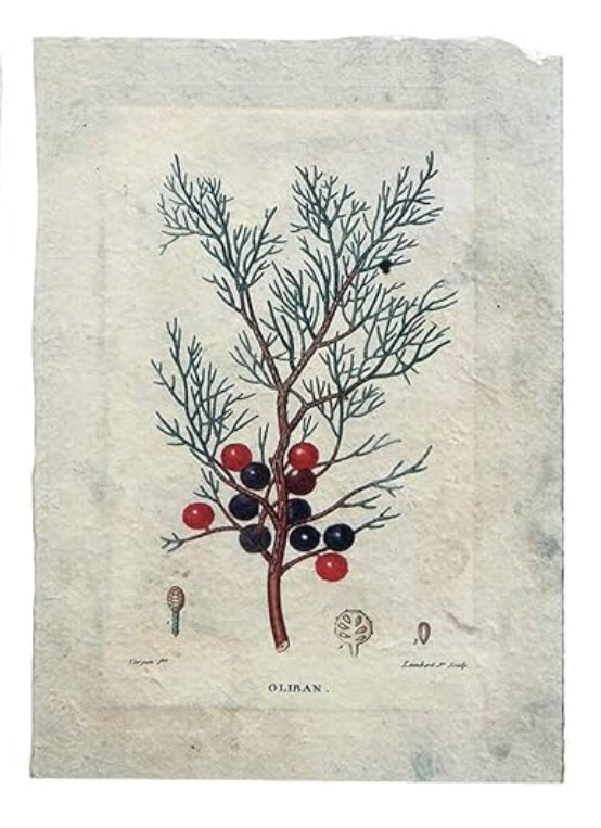 Paper Vintage Reproduction Botanical Ptints