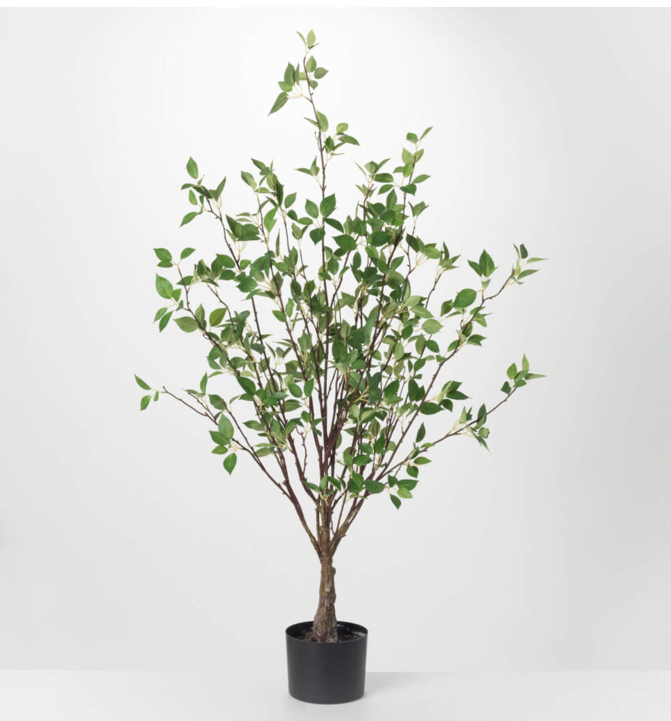 Mountain Leaf Tree