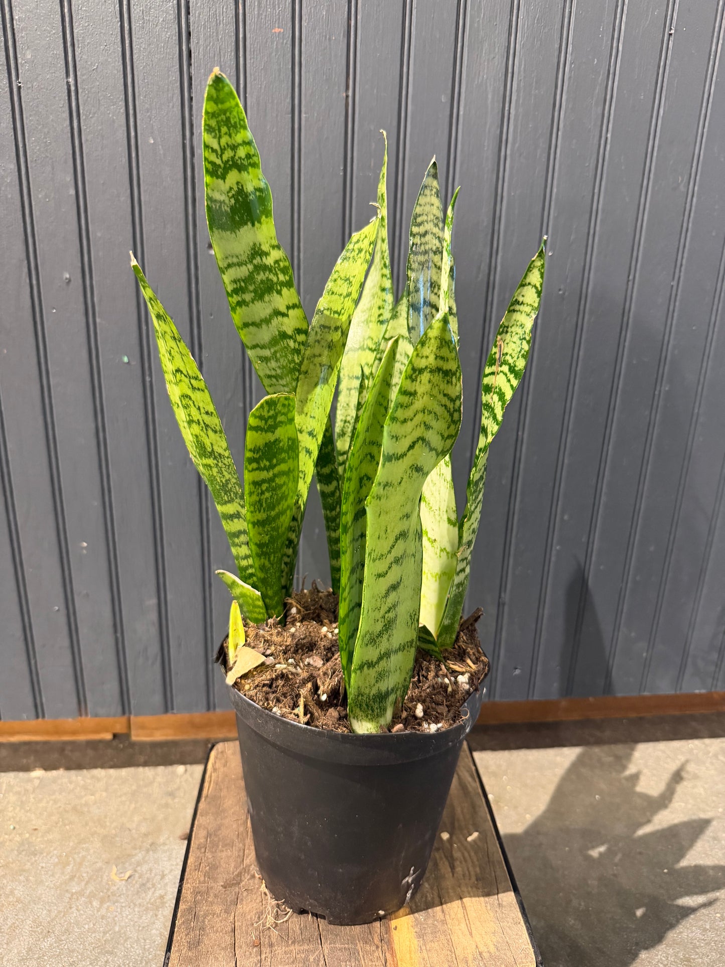 Snake plant-6”