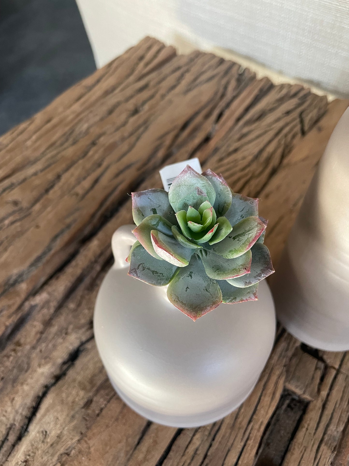 Small Echeveria Succulent