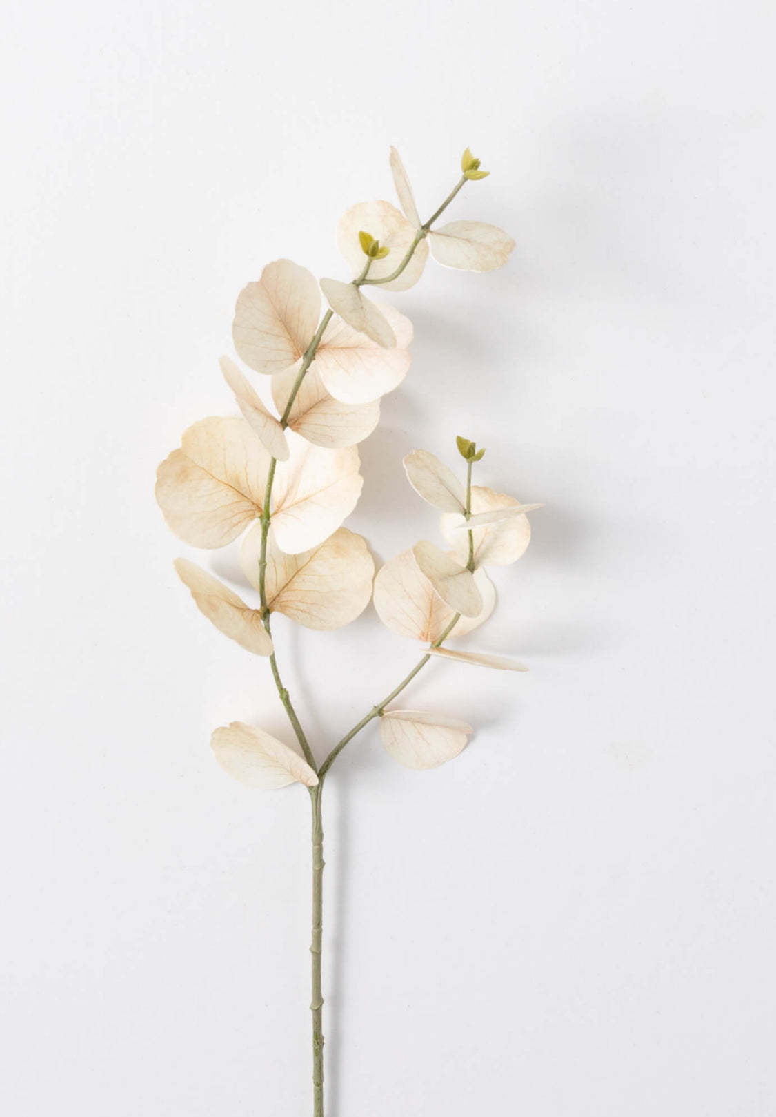 Cream Eucalyptus Spray