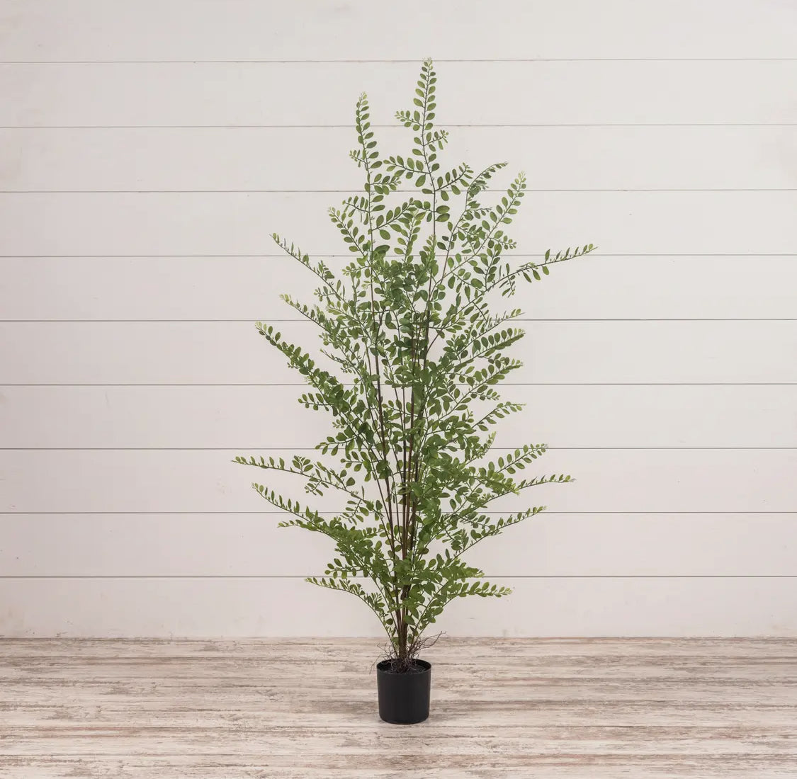 35” Fern Tree In Black Pot
