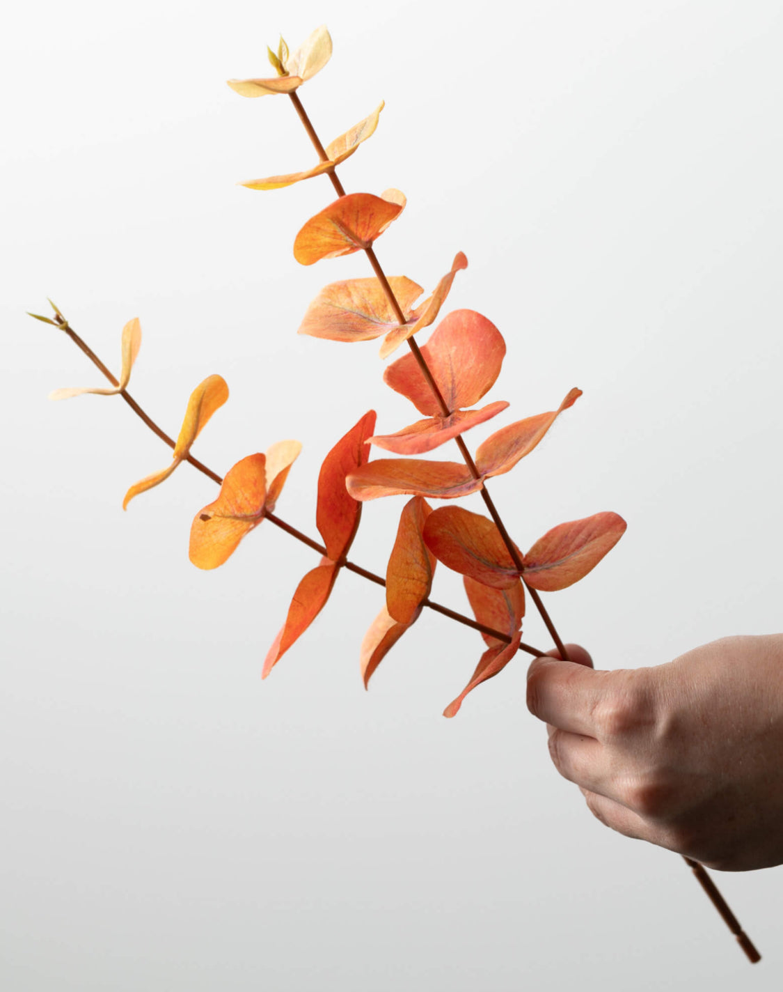 Light Orange Eucalyptus Stem