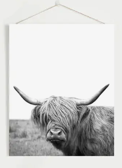 8” x 10” Black White Highland Cow Photo. Farm Animal Print-Sold Separately-No Frames