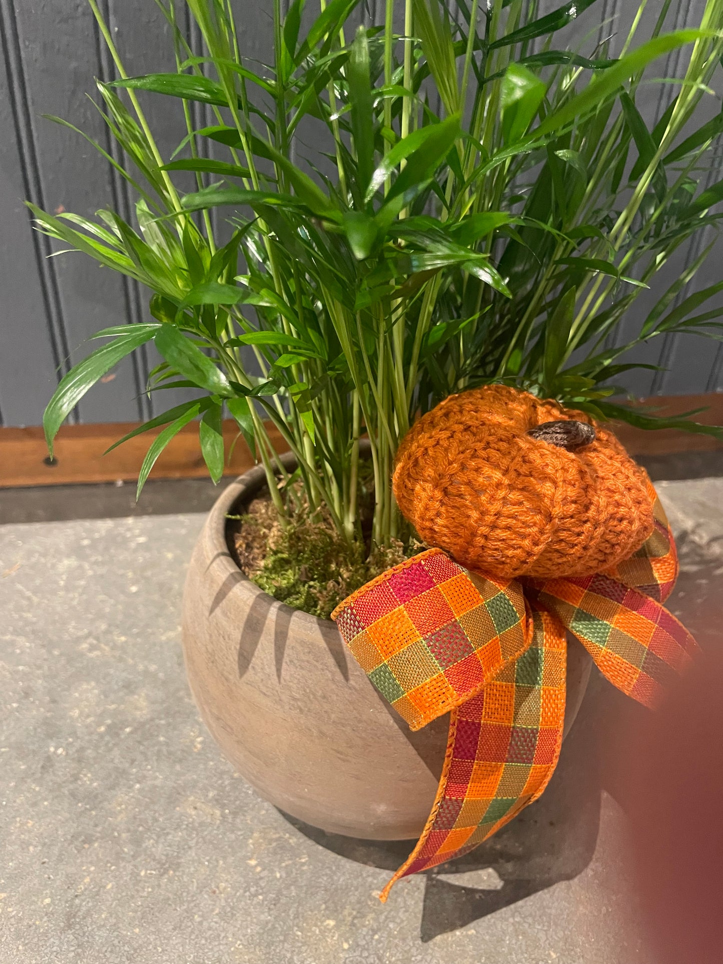 Palm Plant in a 6.5” Astrid Pottery