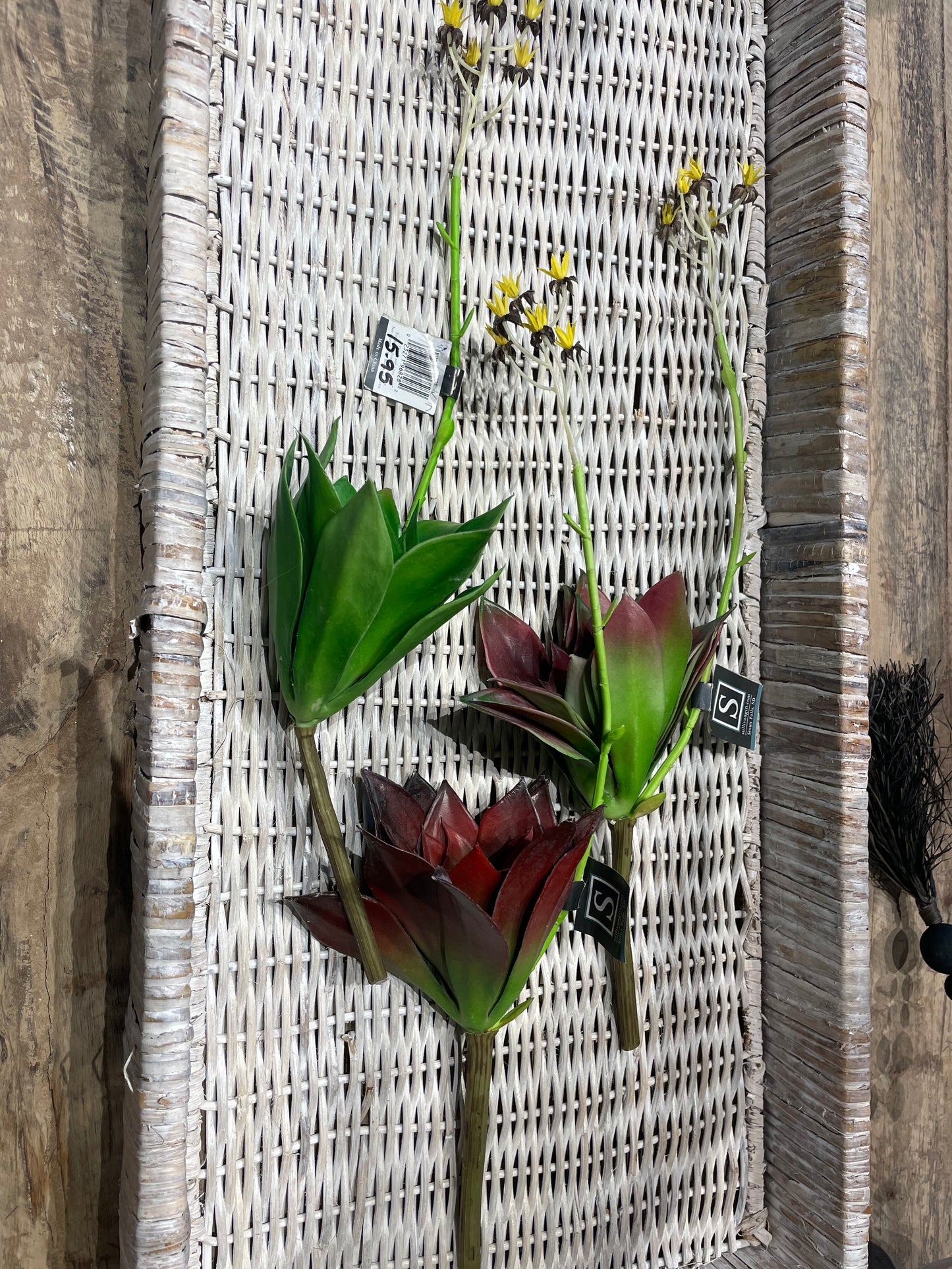 Succulent-3 Asst. colors
