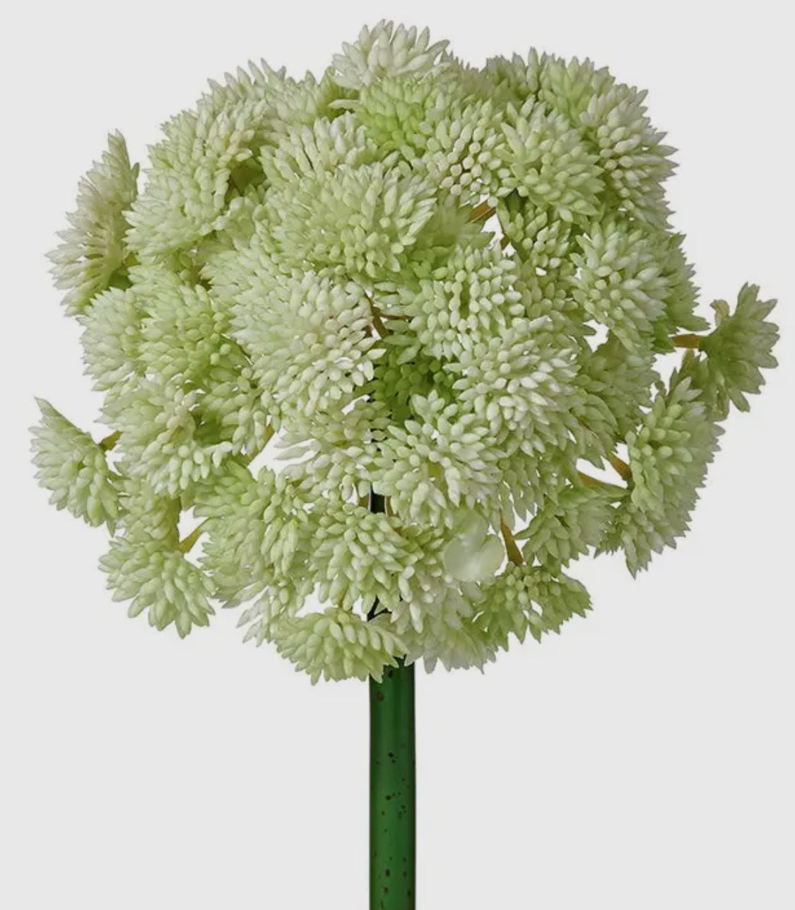 Soft Touch Sedum Cluster
