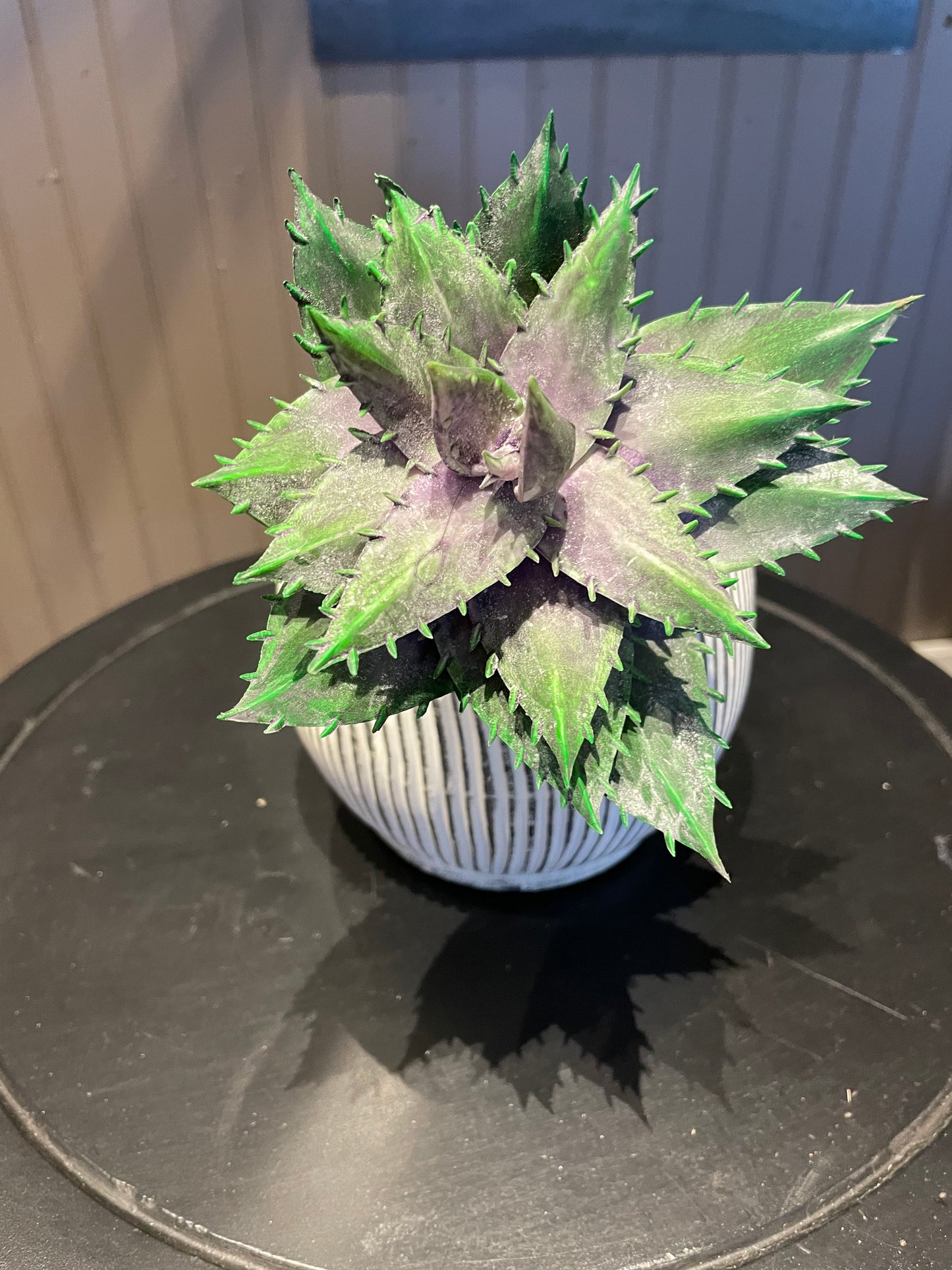 Succulents - Two different styles of this stem