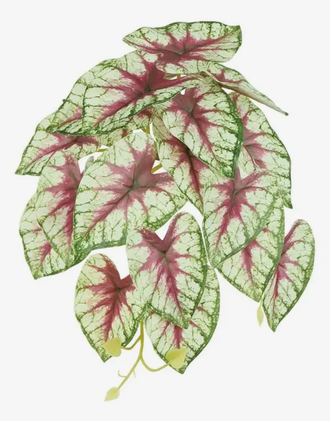 13” Caladium Leaf Vine
