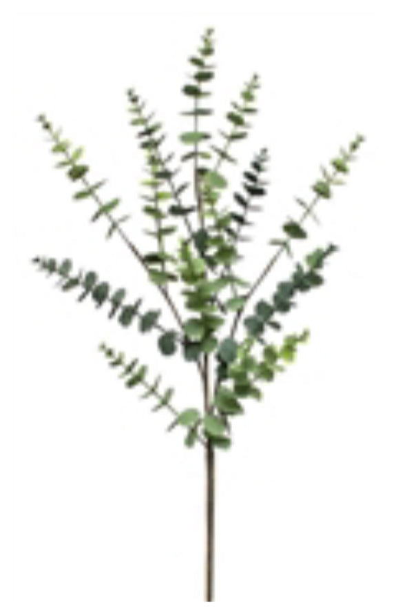 Eucalyptus Spray