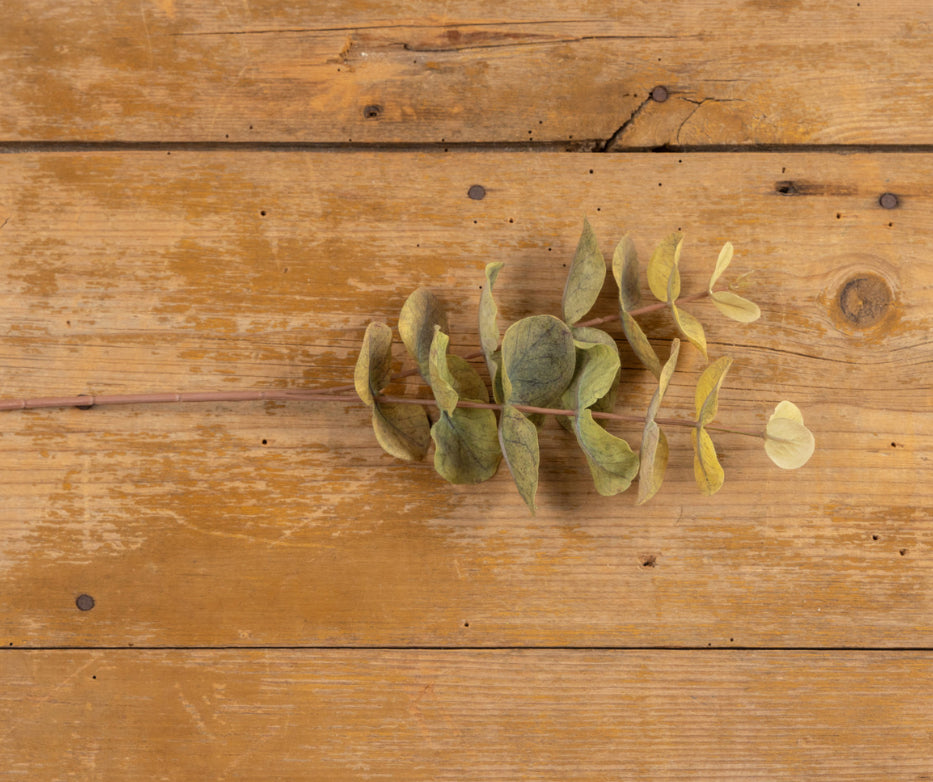14” Two-Tone Green Eucalyptus