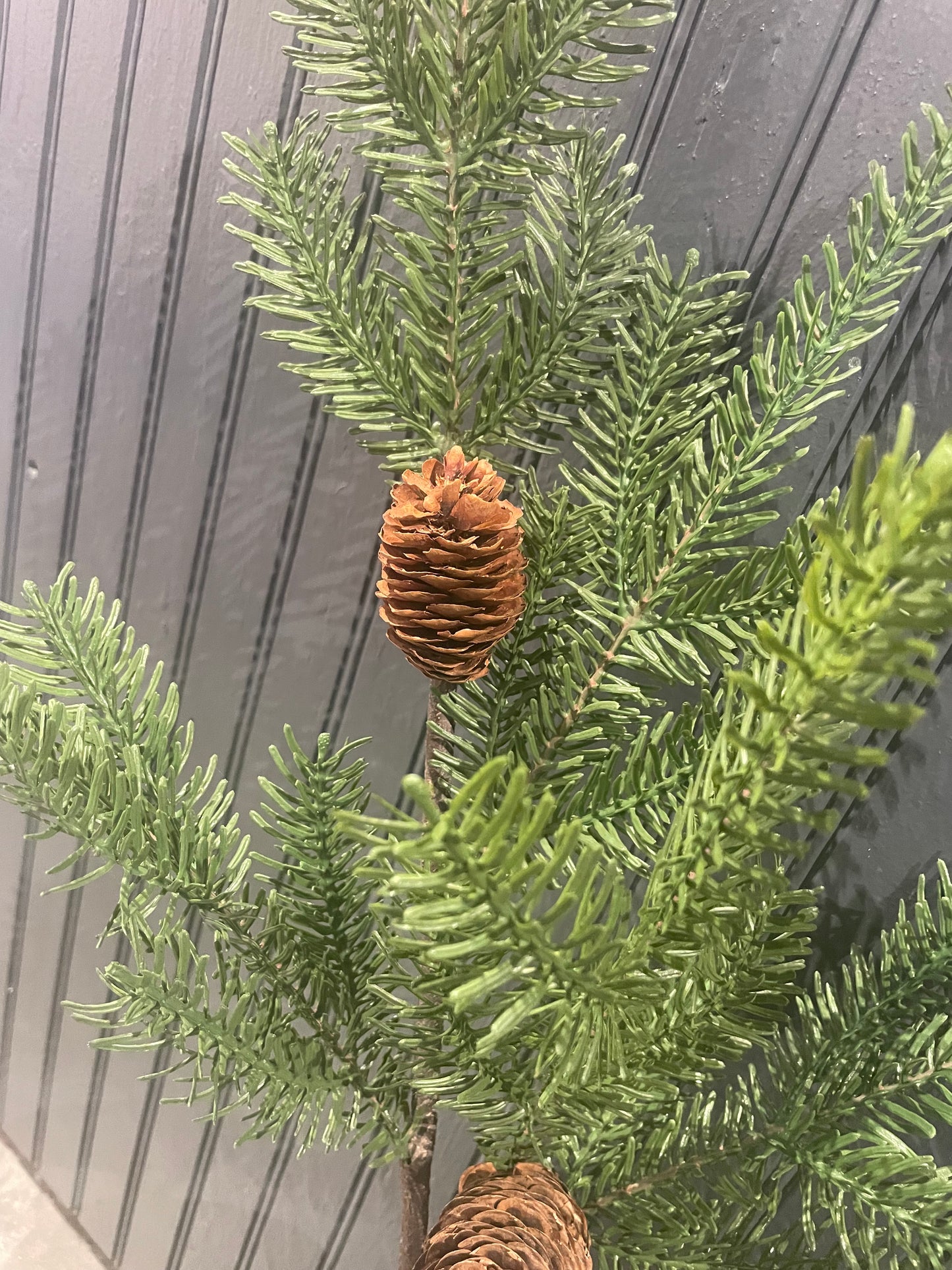 31.5” Pine Spray