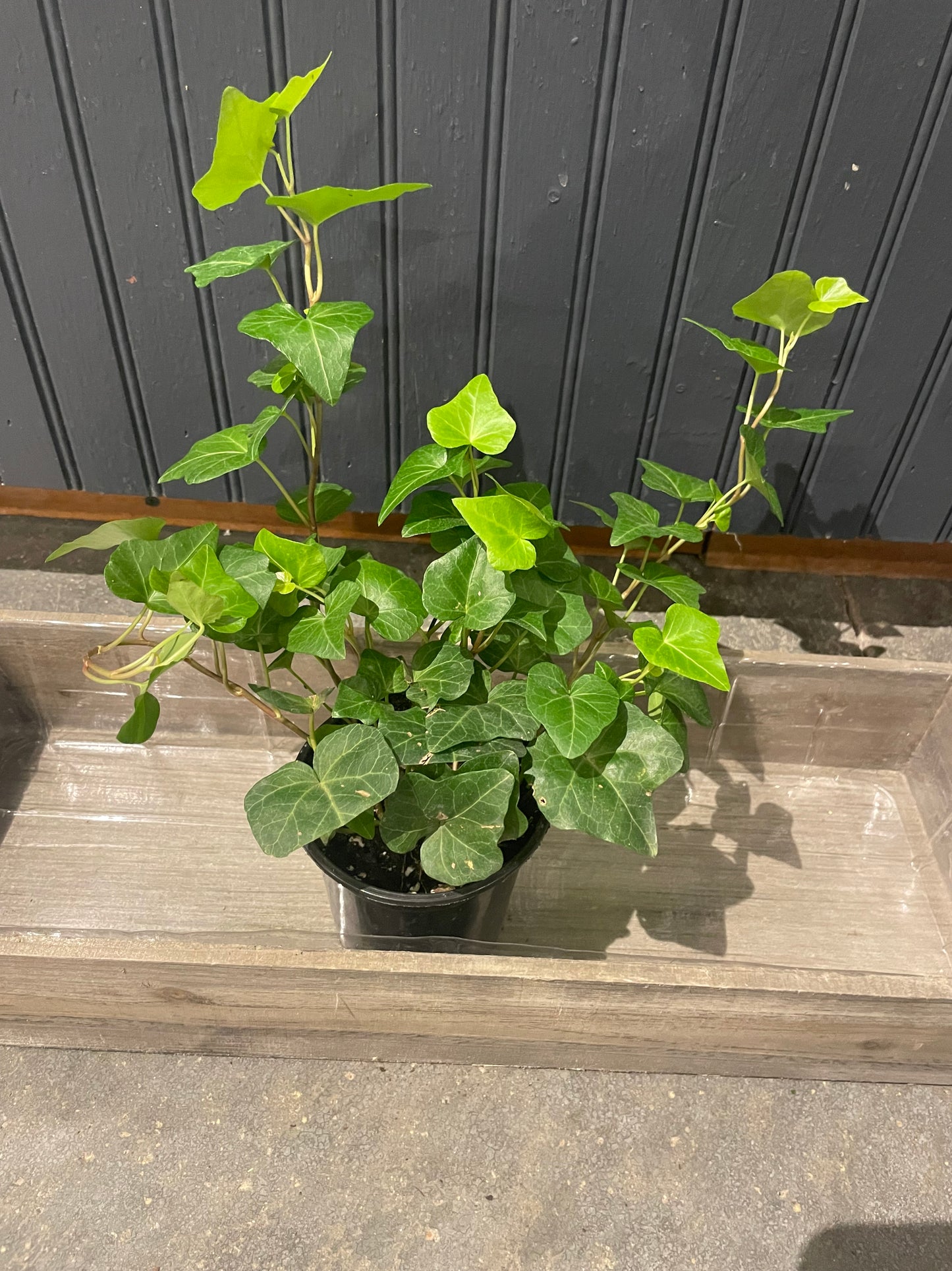 4” Ivy Plant