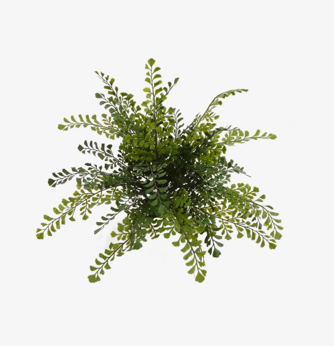 15” Maidenhair Fern Bush