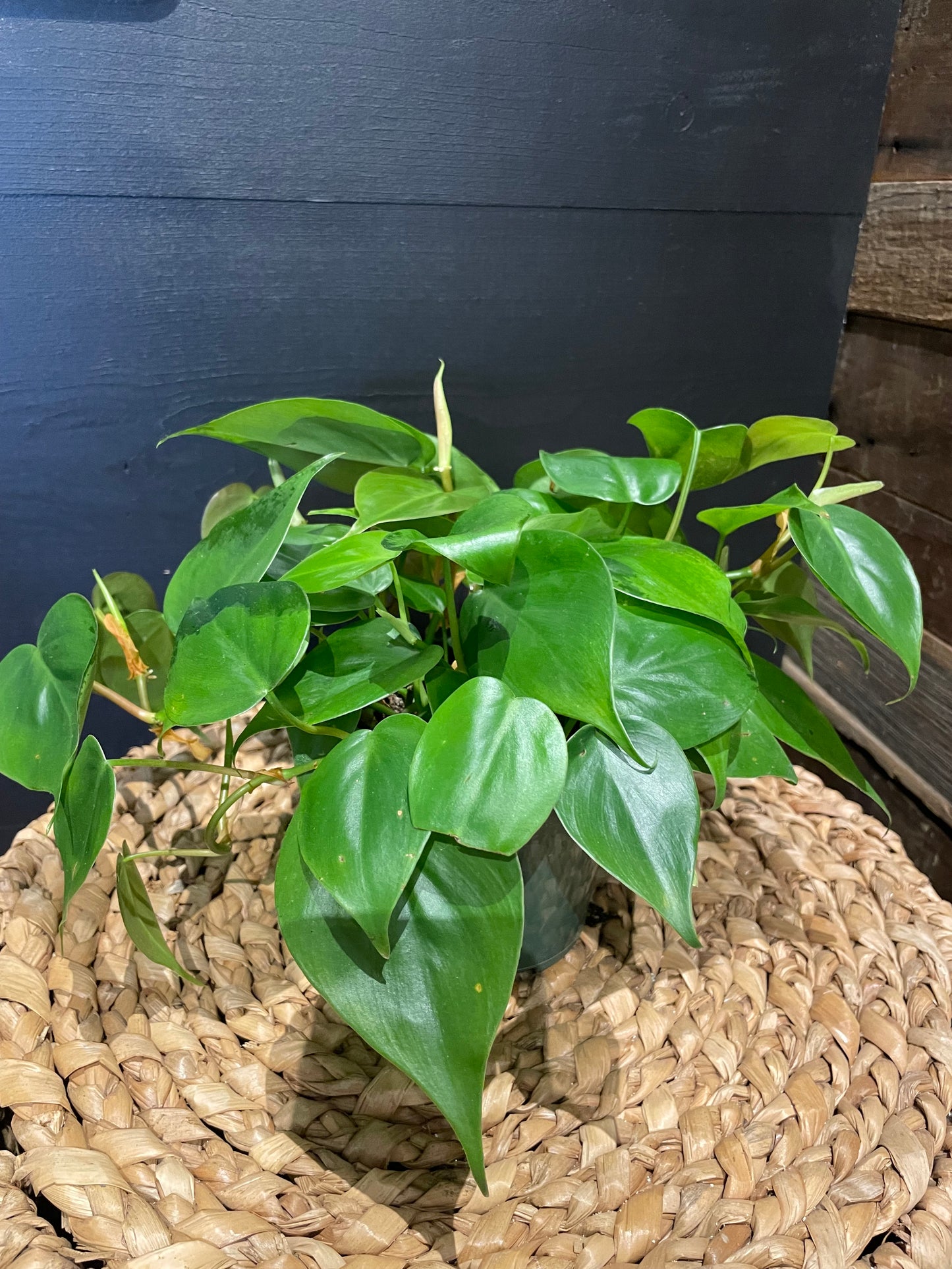 Philodendron Plant-4”