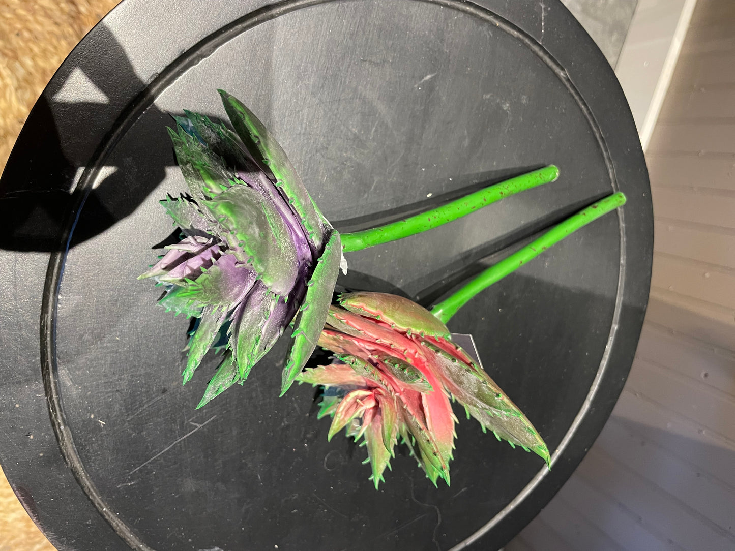 Succulents - Two different styles of this stem