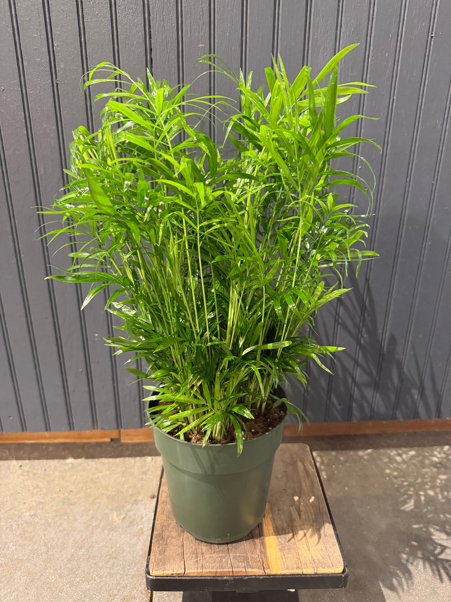 6” Palm Plant