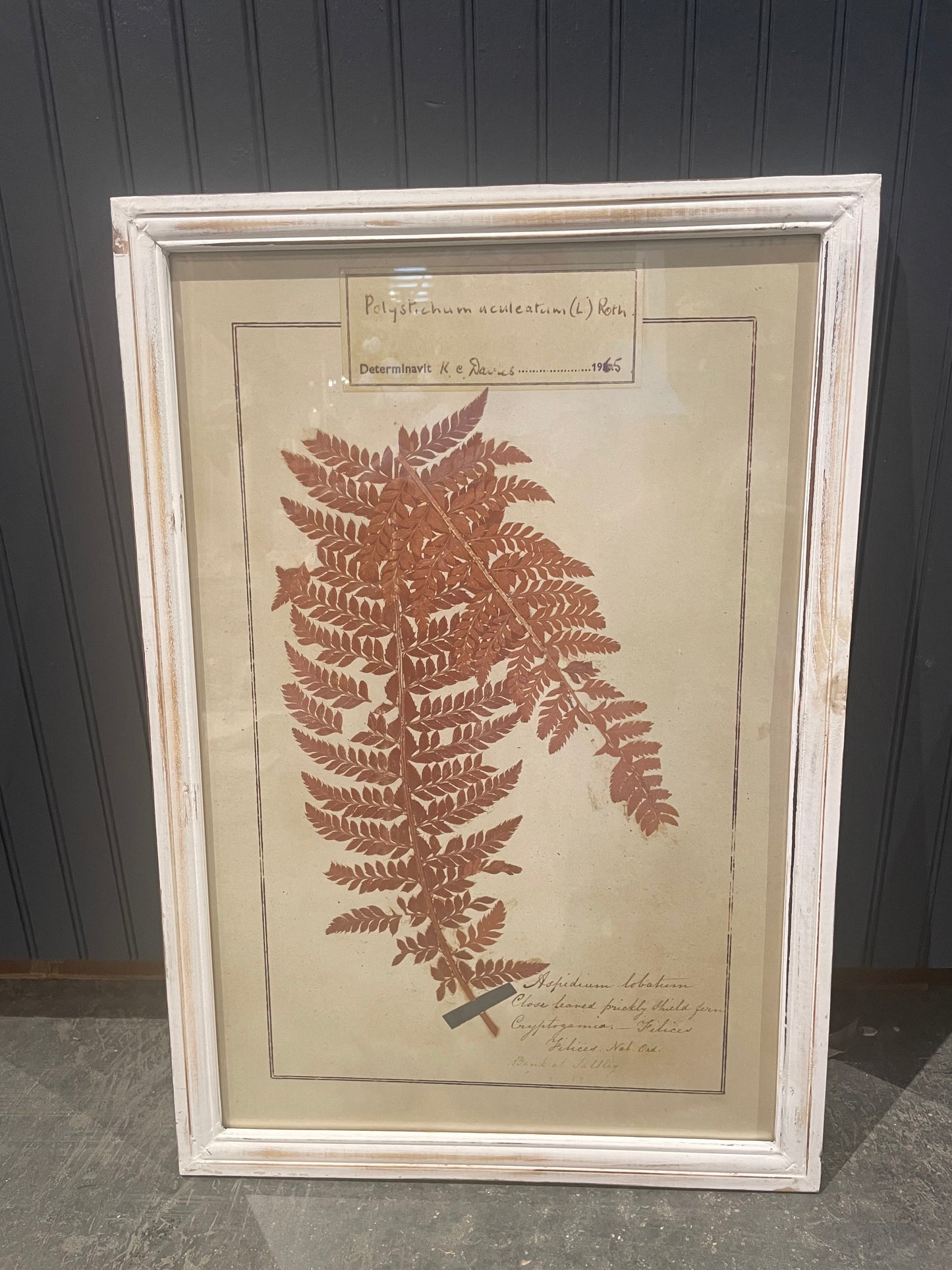 Wood Framed Glass Wall Decor w/Fern Image, 2 Styles