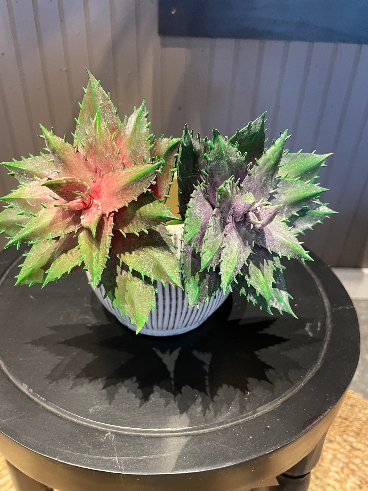 Succulents - Two different styles of this stem