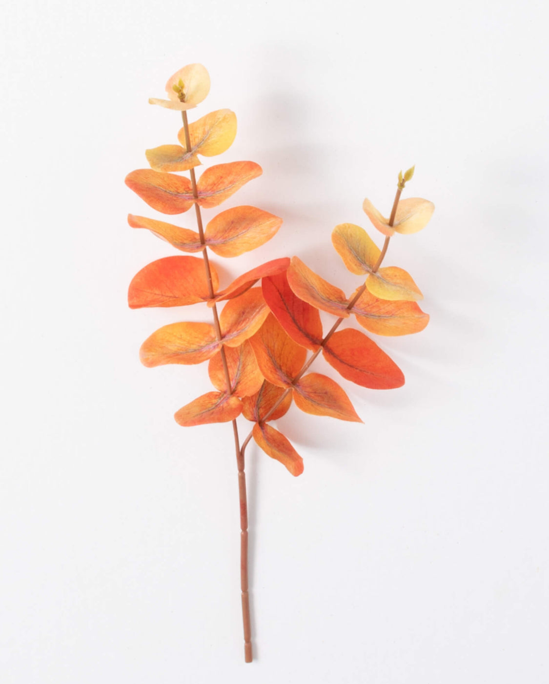 Light Orange Eucalyptus Stem