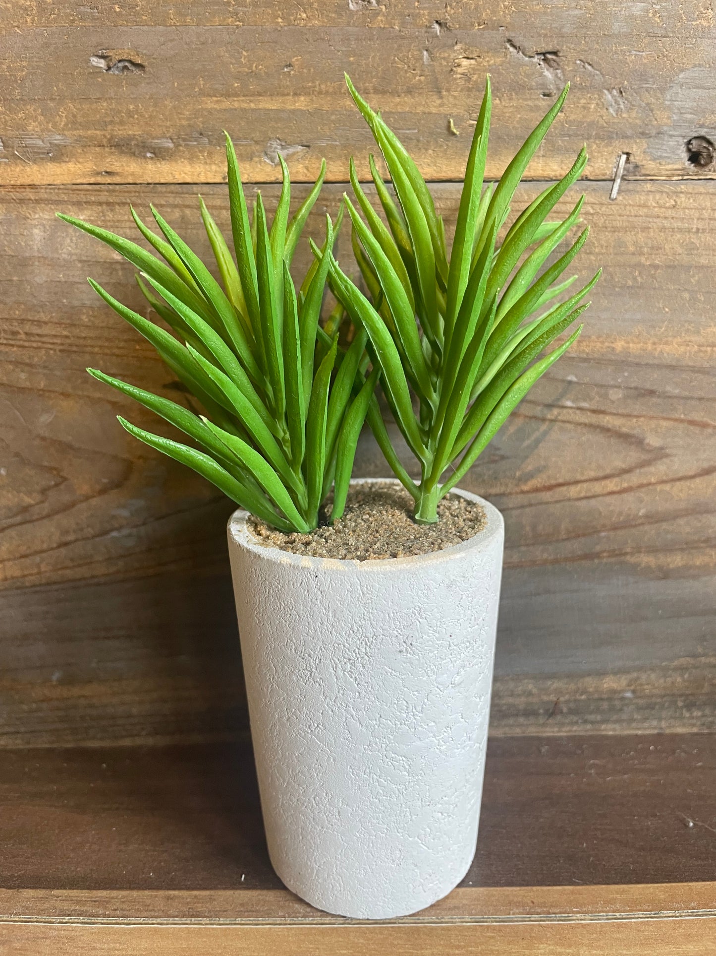 Potted Succulant