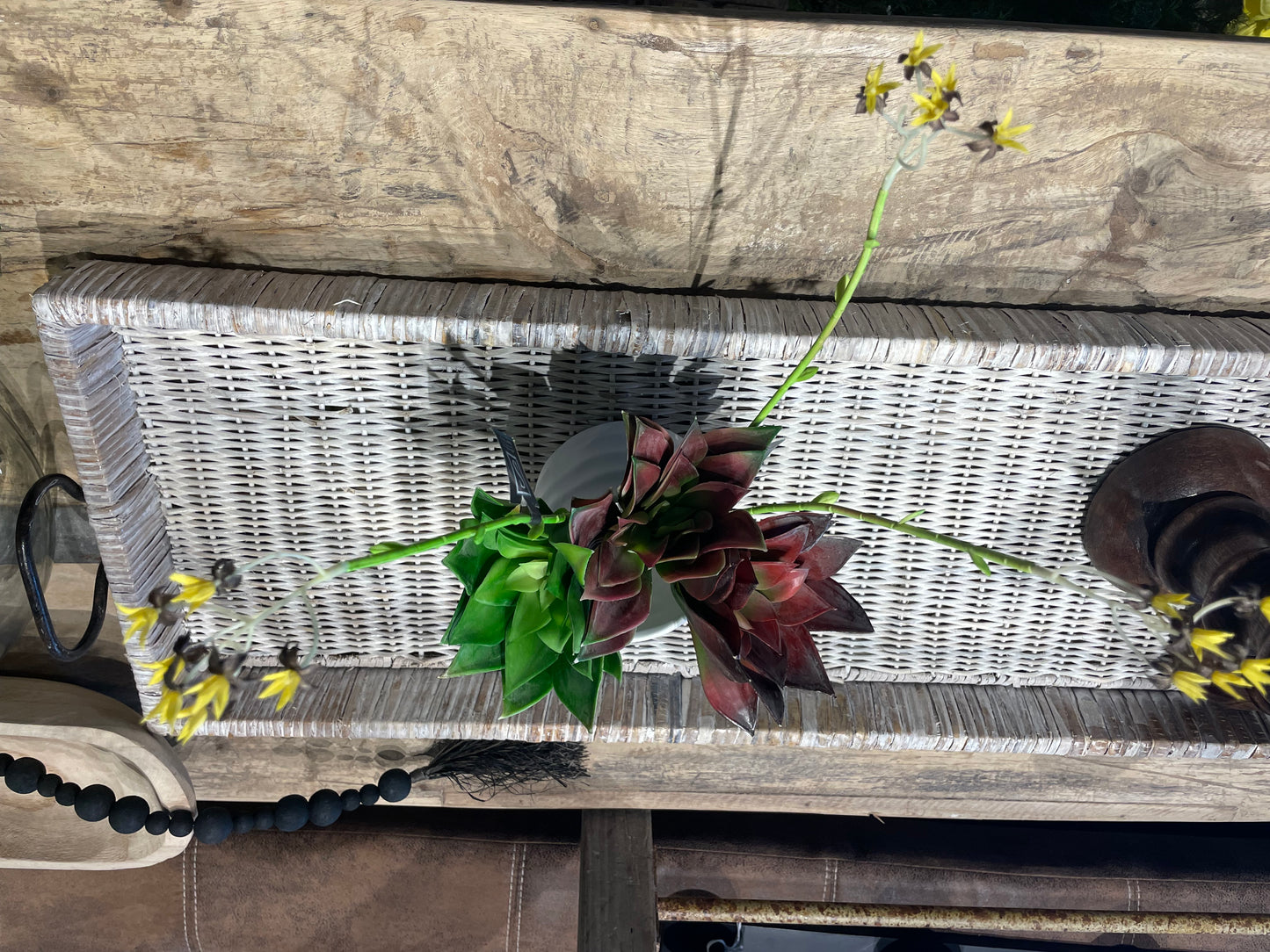Succulent-3 Asst. colors