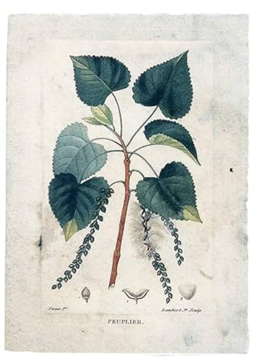 Paper Vintage Reproduction Botanical Ptints