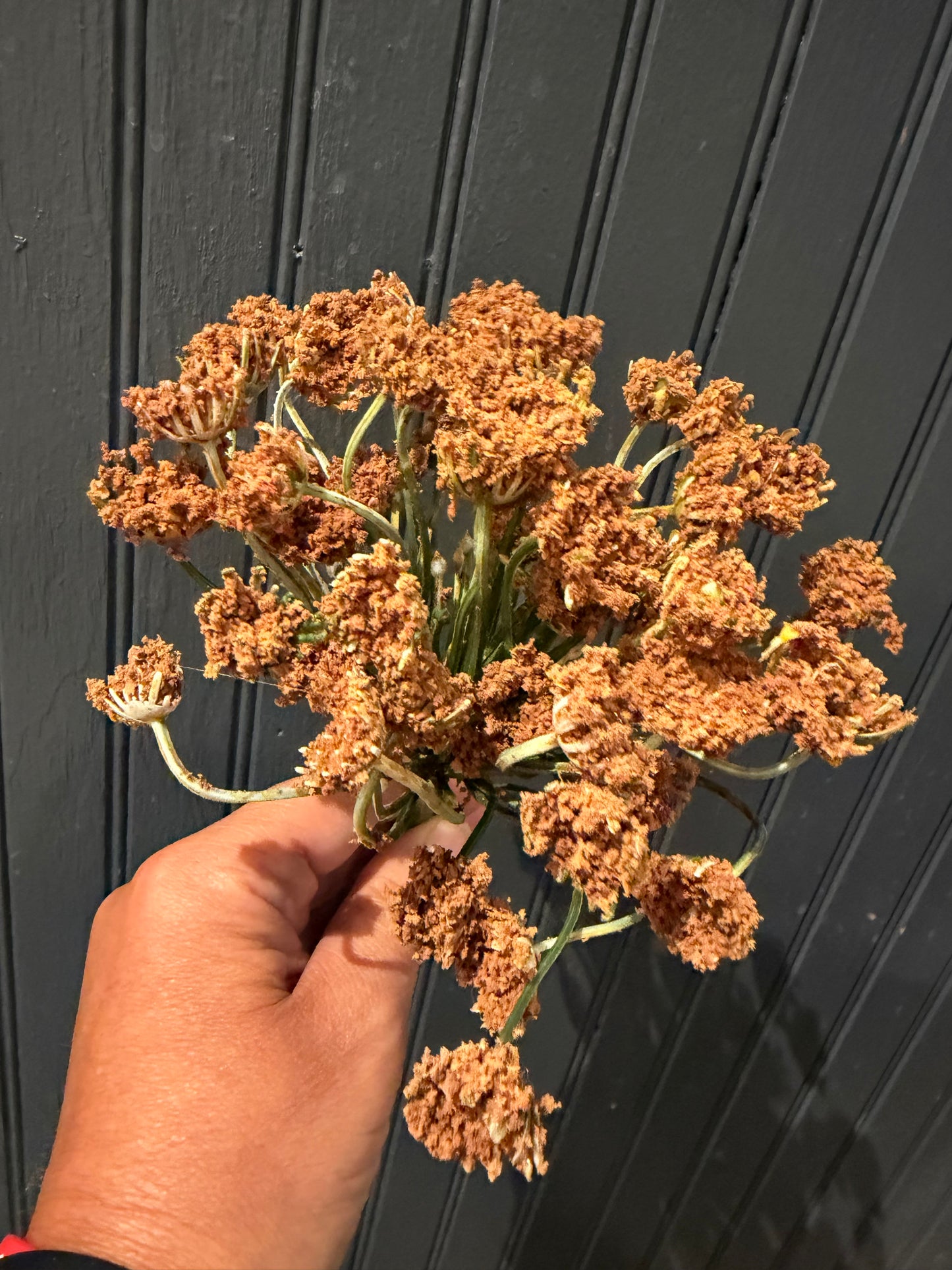 Queen Anne’s Spray