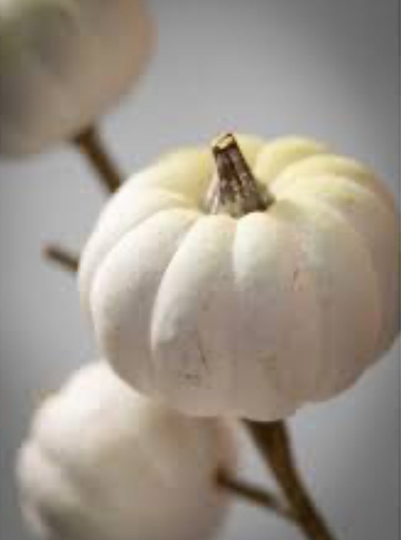 White Pumpkin Stem