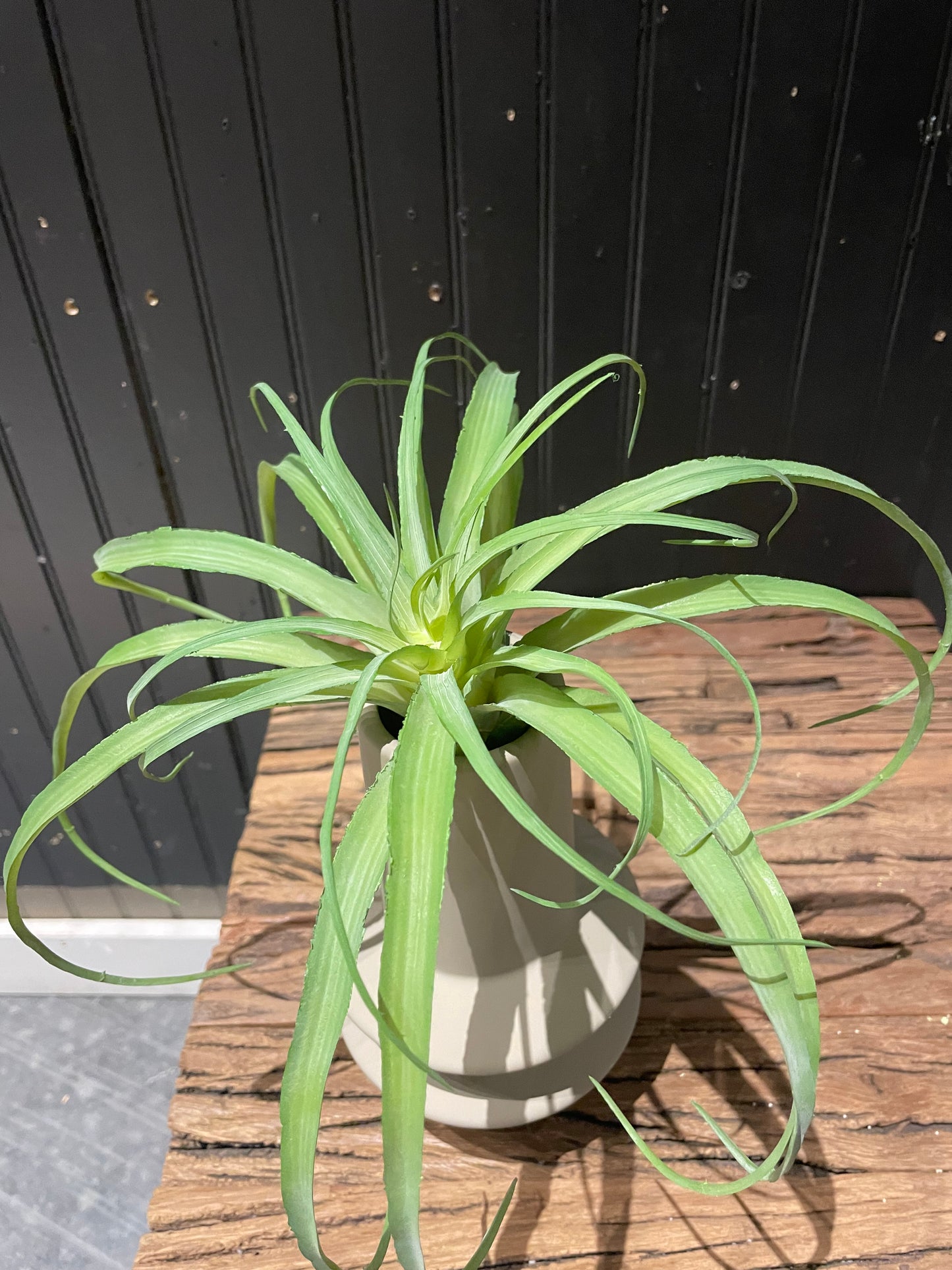 Air Grass Plant