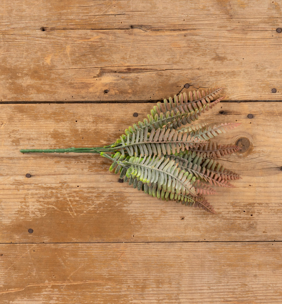 Rust Persian Fern Bush