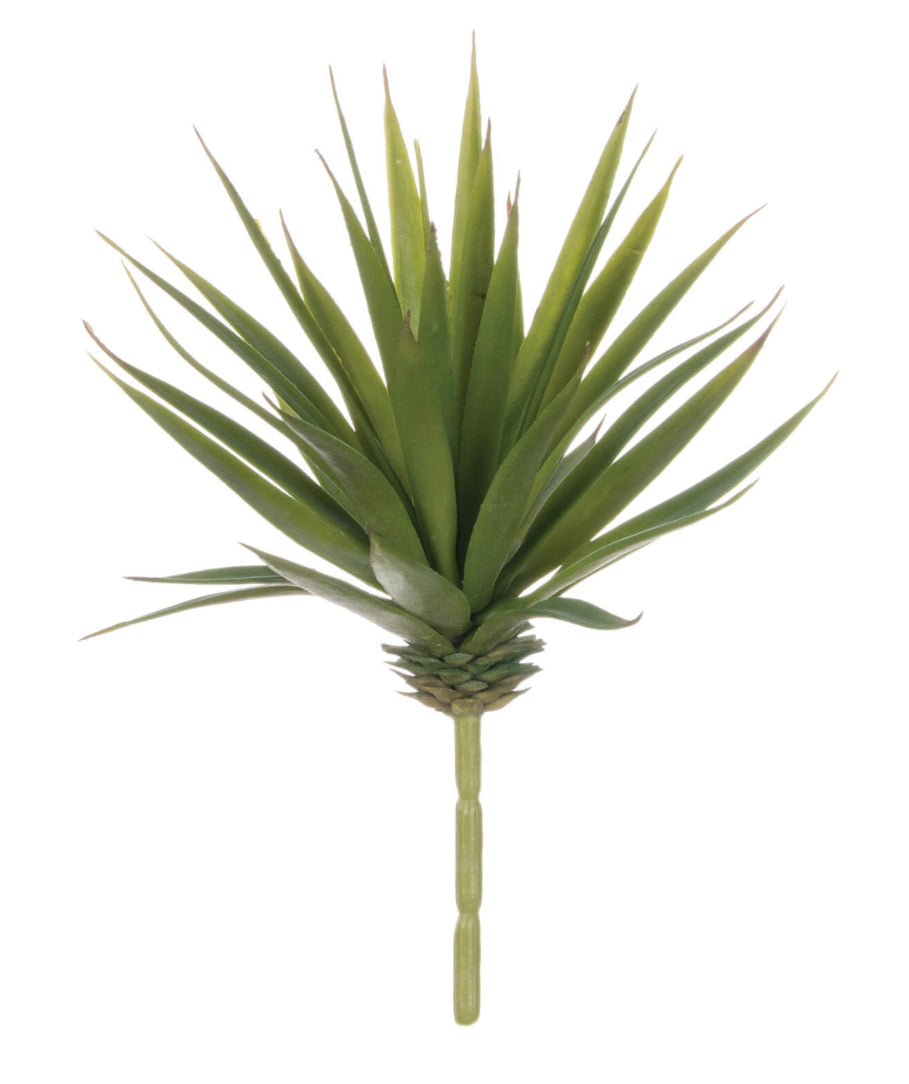 Marginata Succulent pick