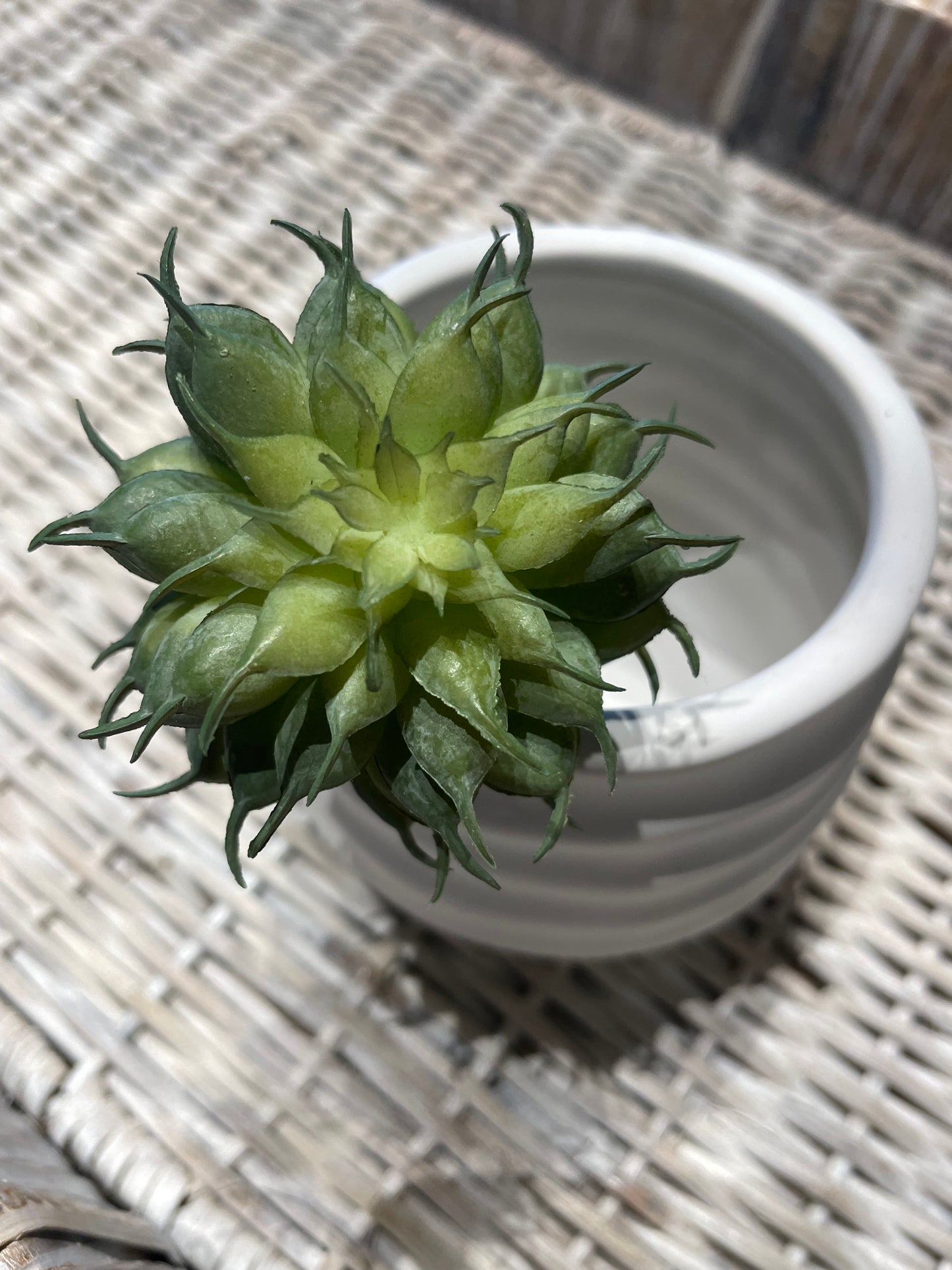 Small Spiny Succulent