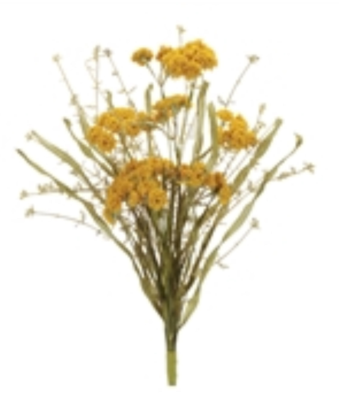 Yellow Heather Bush