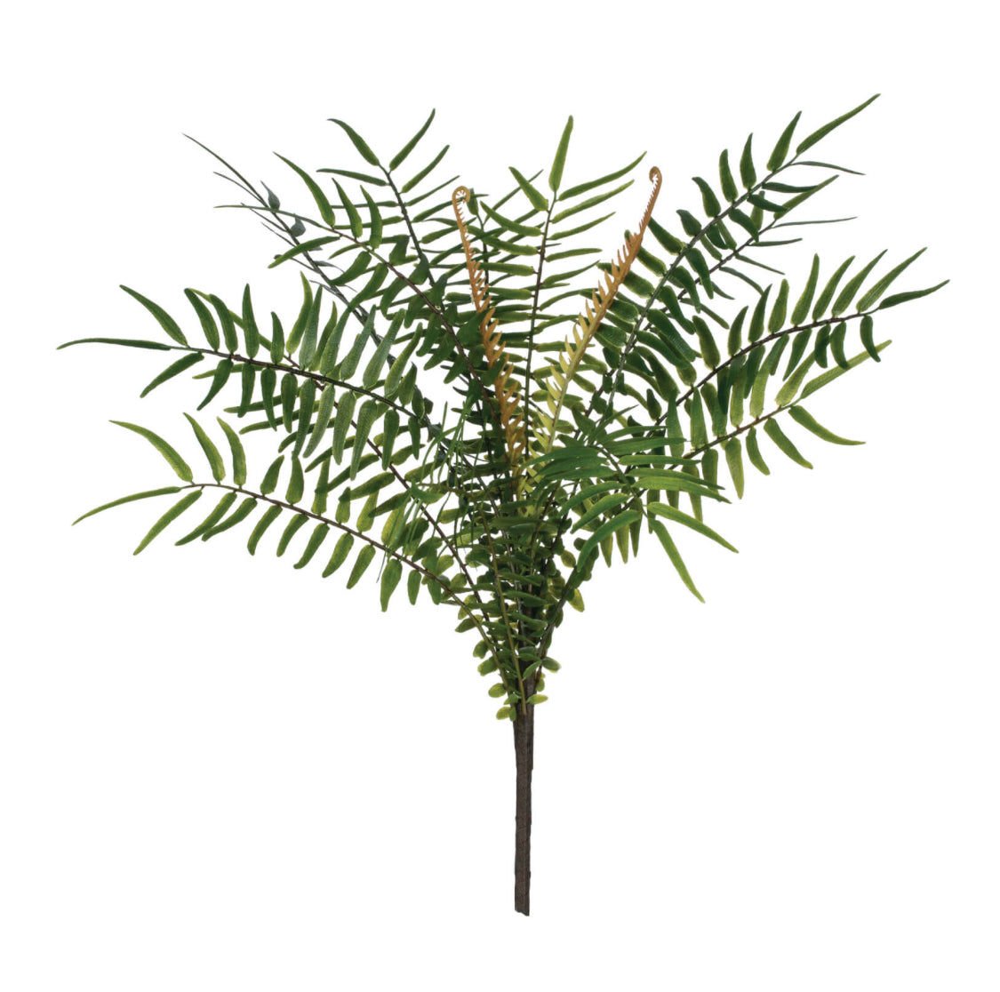 Fern Bush