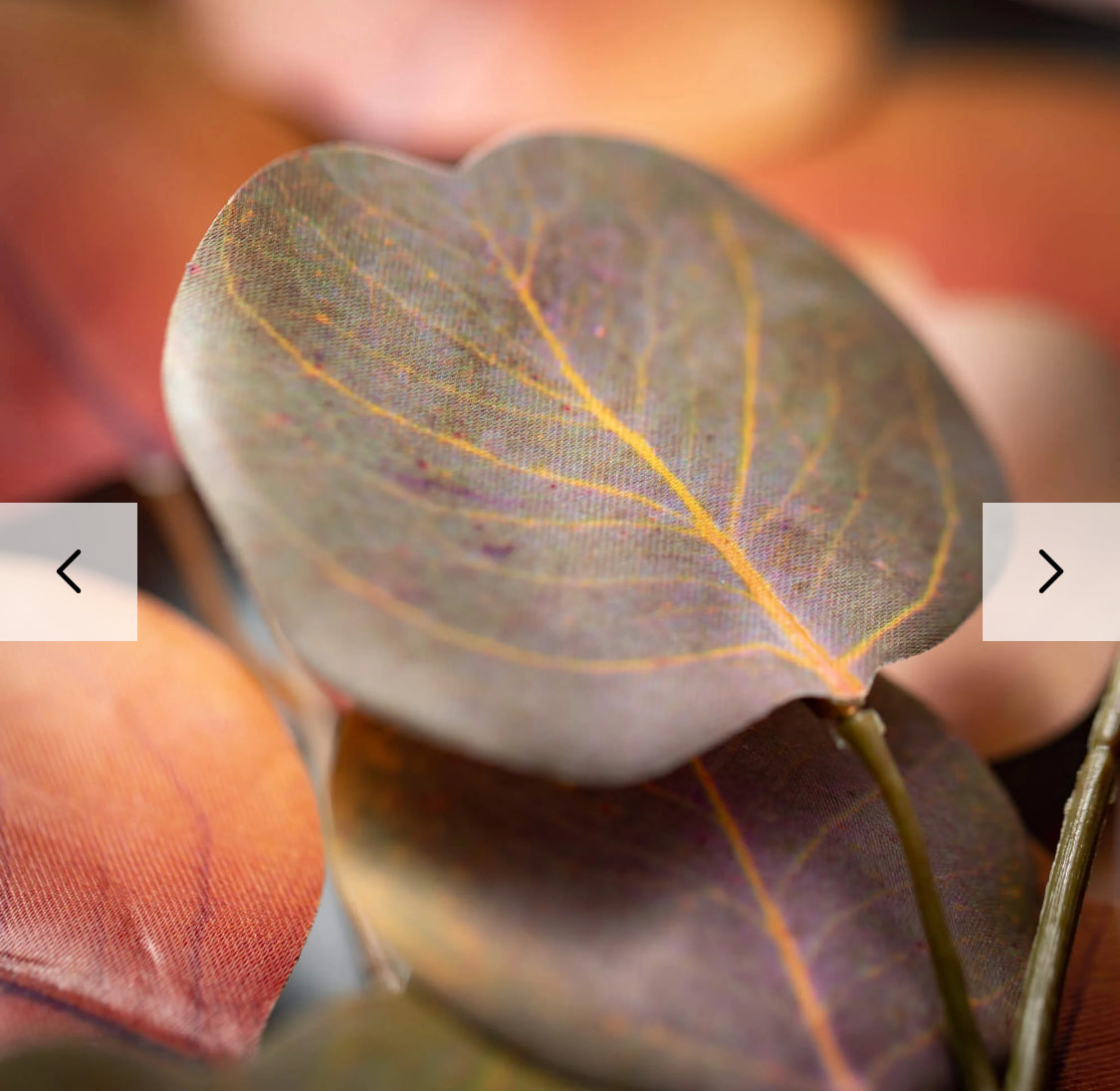 Beige Silver Dollar Eucalyptus