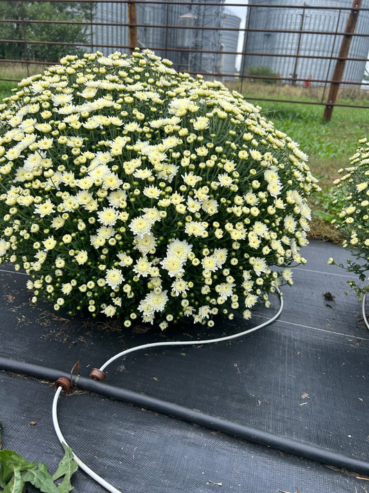 White Outdoor Mum