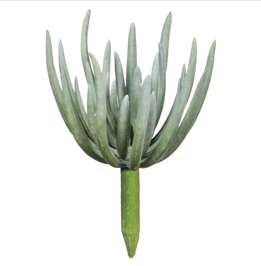 Echeveria Succulent