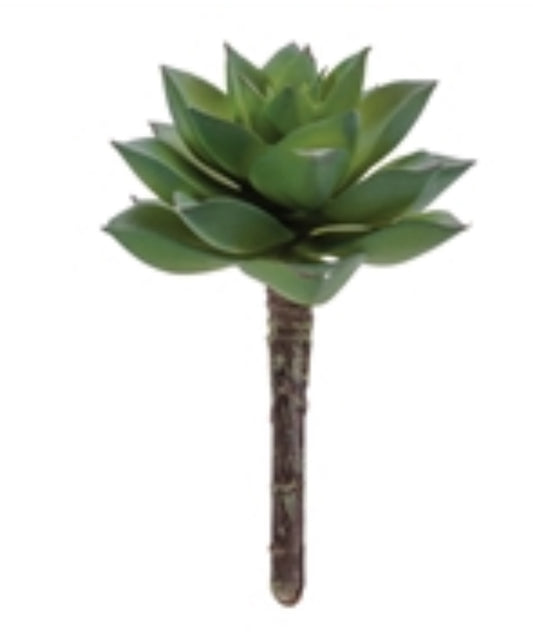 4.25”H Succulent