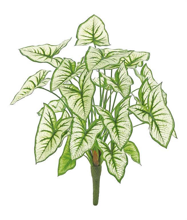 Syngonium Bush X24, #FL5933-CG