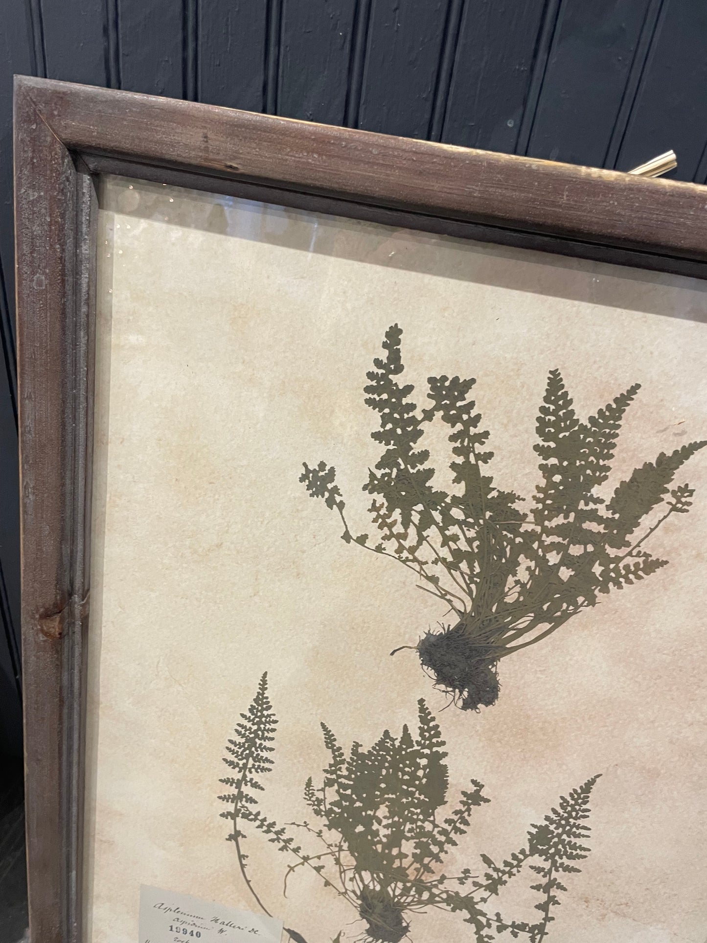 27.5” Framed Fern Print