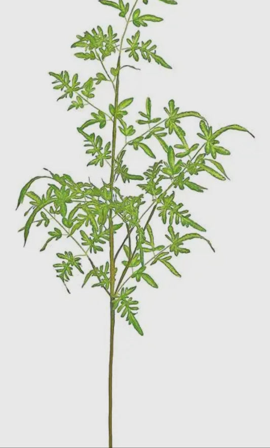Dragon Fern Spray